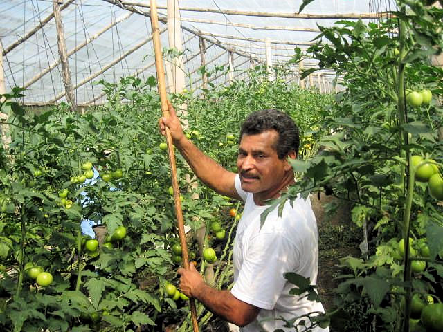 agroena_produccion_invernaderos_chico_juarez.jpg